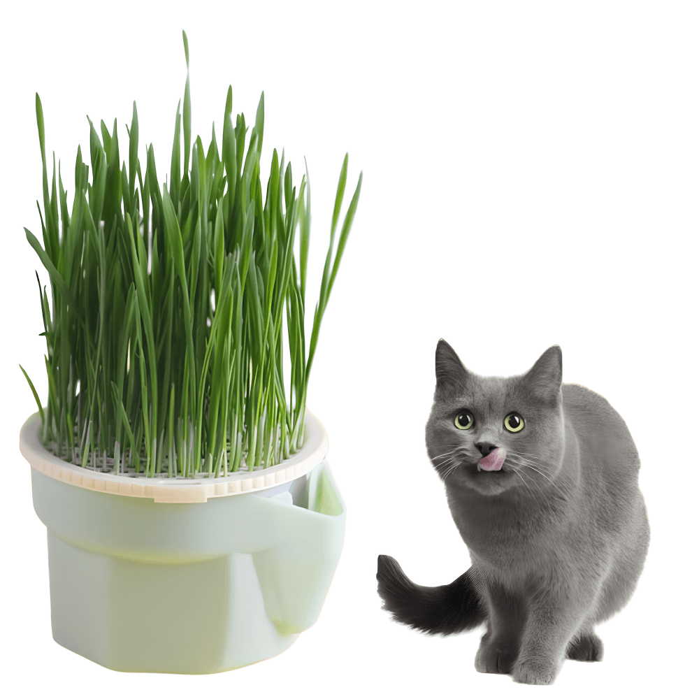 Pot de plantes pour chats