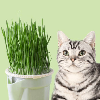 Pot de plantes pour chats